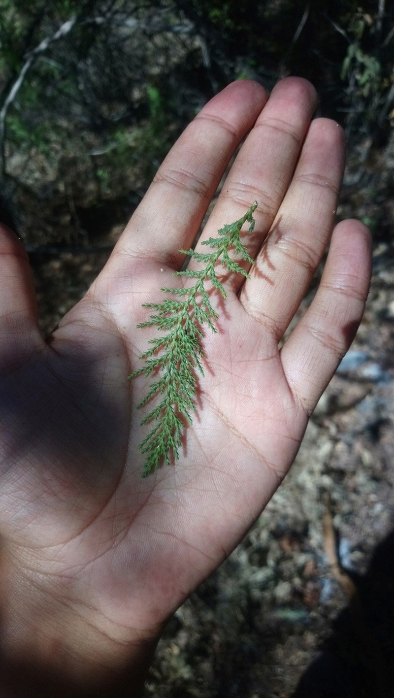 Juniperus poblana photo 2