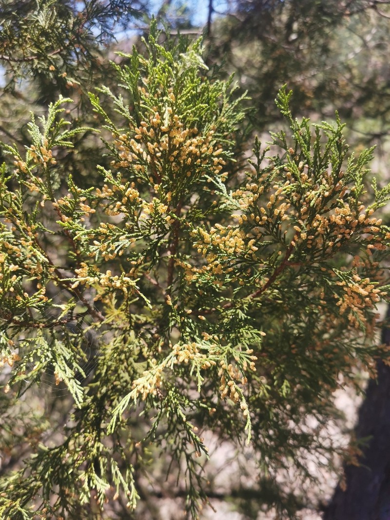 Juniperus poblana photo 3