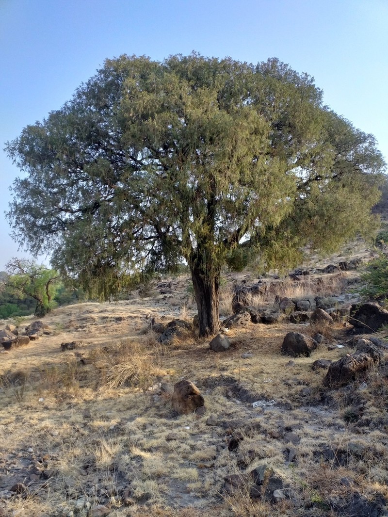 Juniperus poblana photo 4