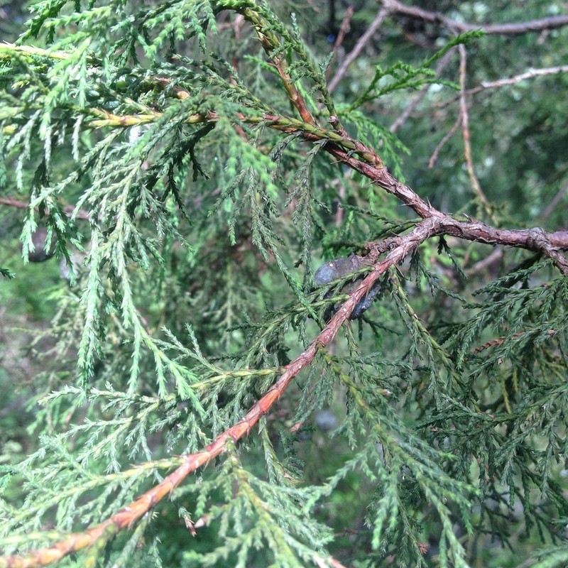 Juniperus poblana photo 5
