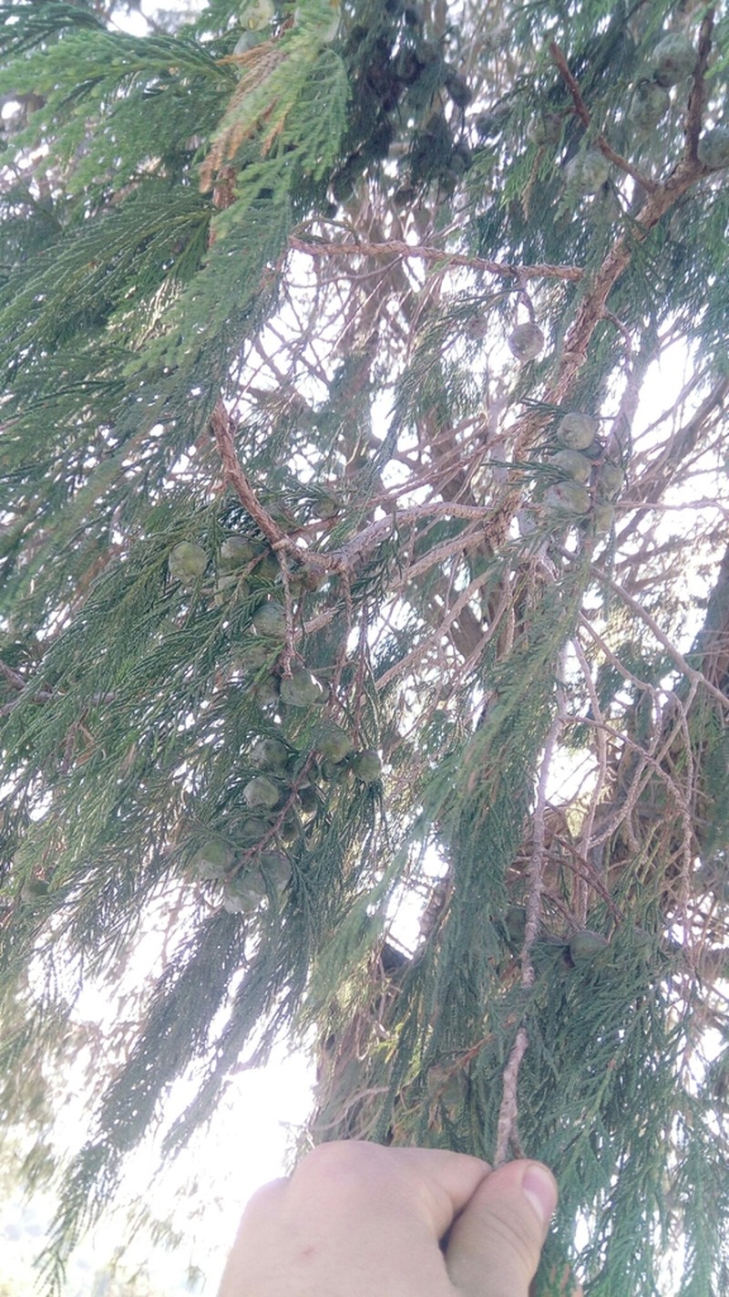 Juniperus poblana photo 6