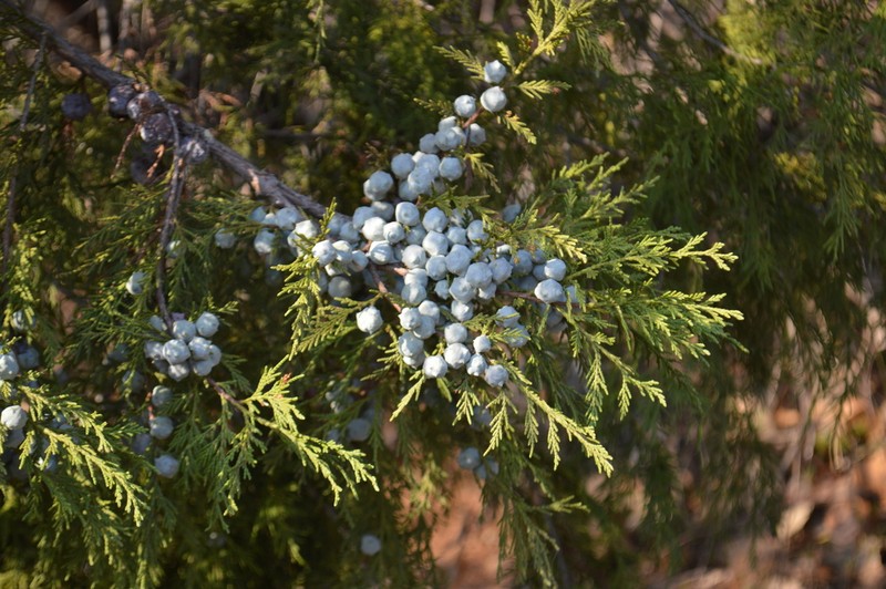 Juniperus poblana photo 8