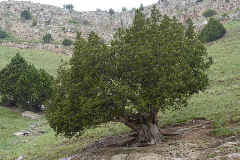 Eastern Juniper photo 2