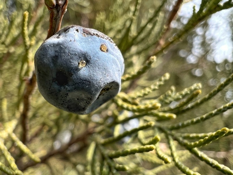 Eastern Juniper photo 3