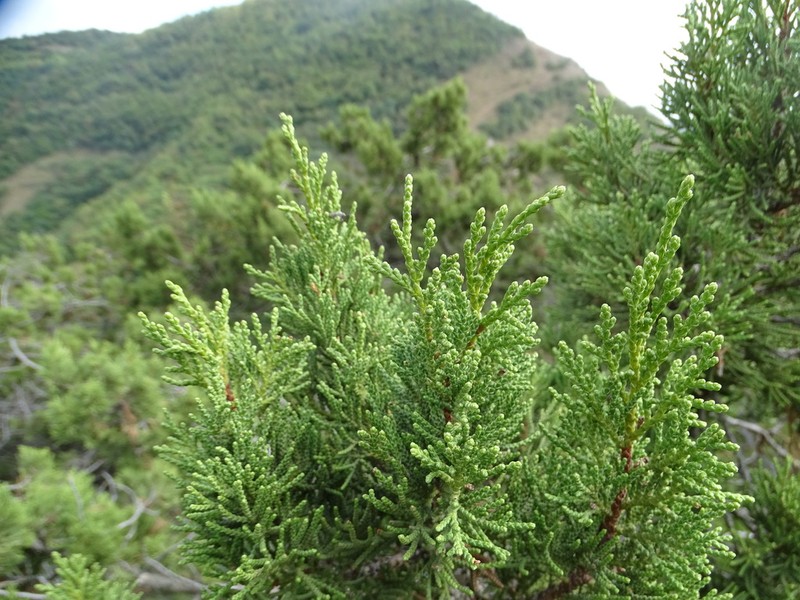 Eastern Juniper photo 4