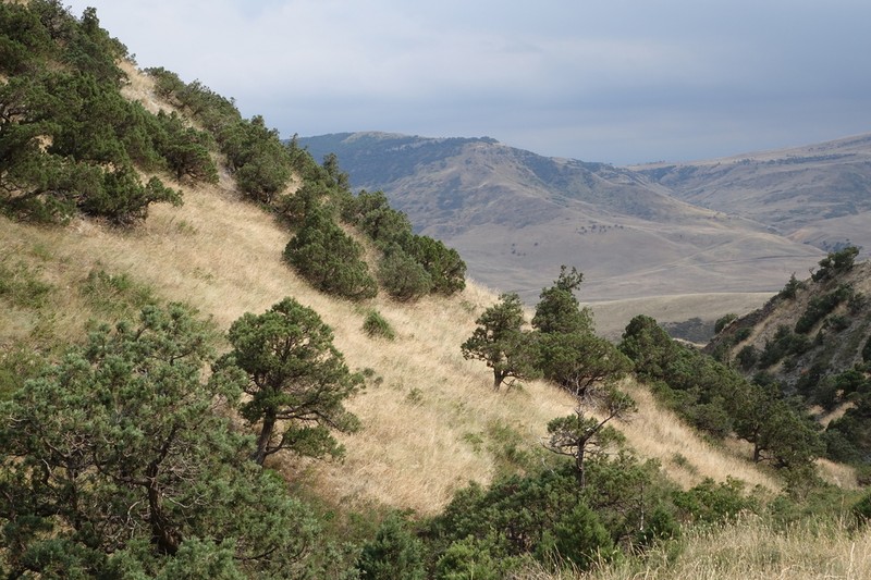 Eastern Juniper photo 5