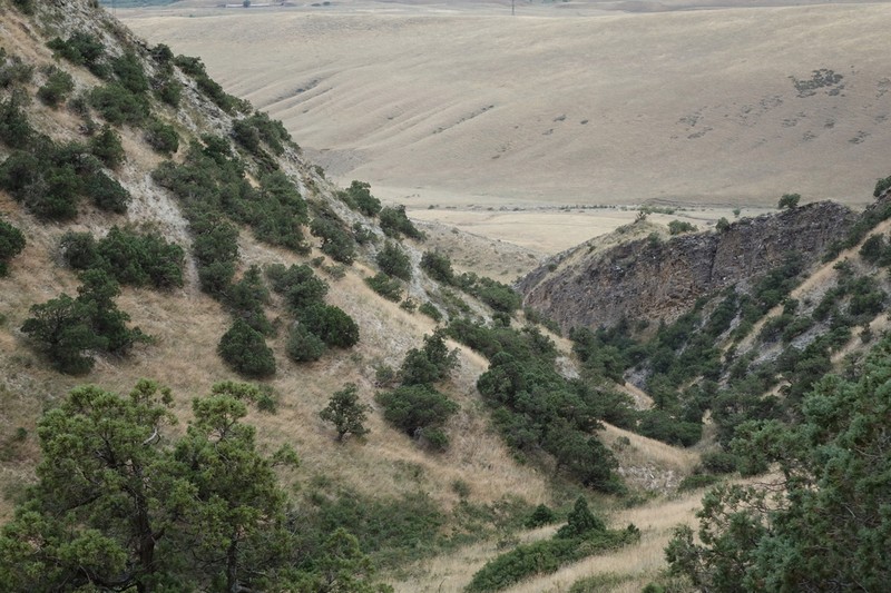 Eastern Juniper photo 6
