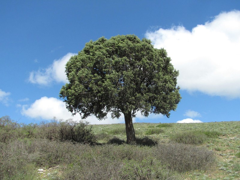 Eastern Juniper photo 7