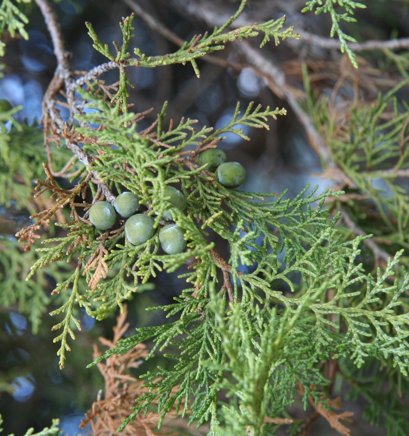 Eastern Juniper