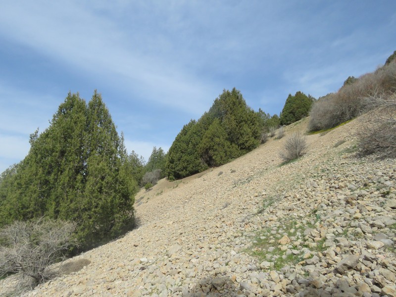 Juniperus polycarpos var. turcomanica