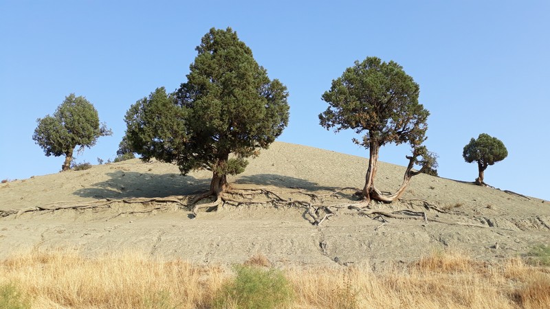 Juniperus polycarpos var. turcomanica photo 2