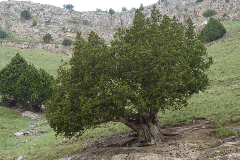 Juniperus polycarpos var. turcomanica photo 3