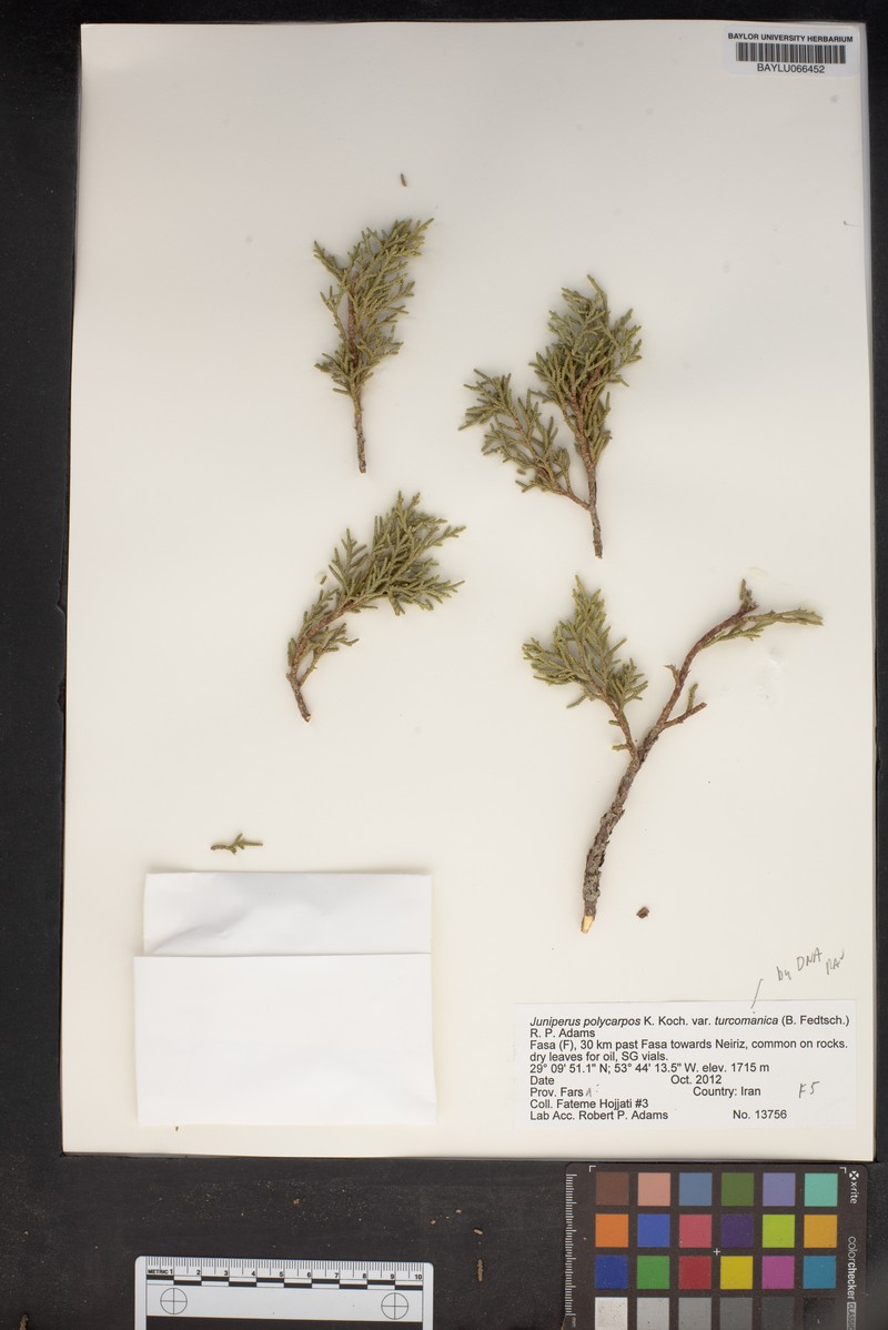 Juniperus polycarpos var. turcomanica photo 4