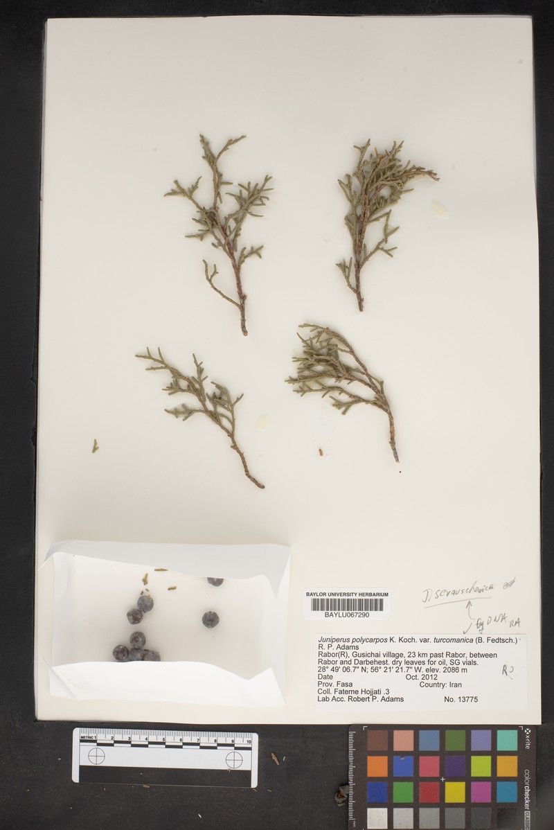 Juniperus polycarpos var. turcomanica photo 5