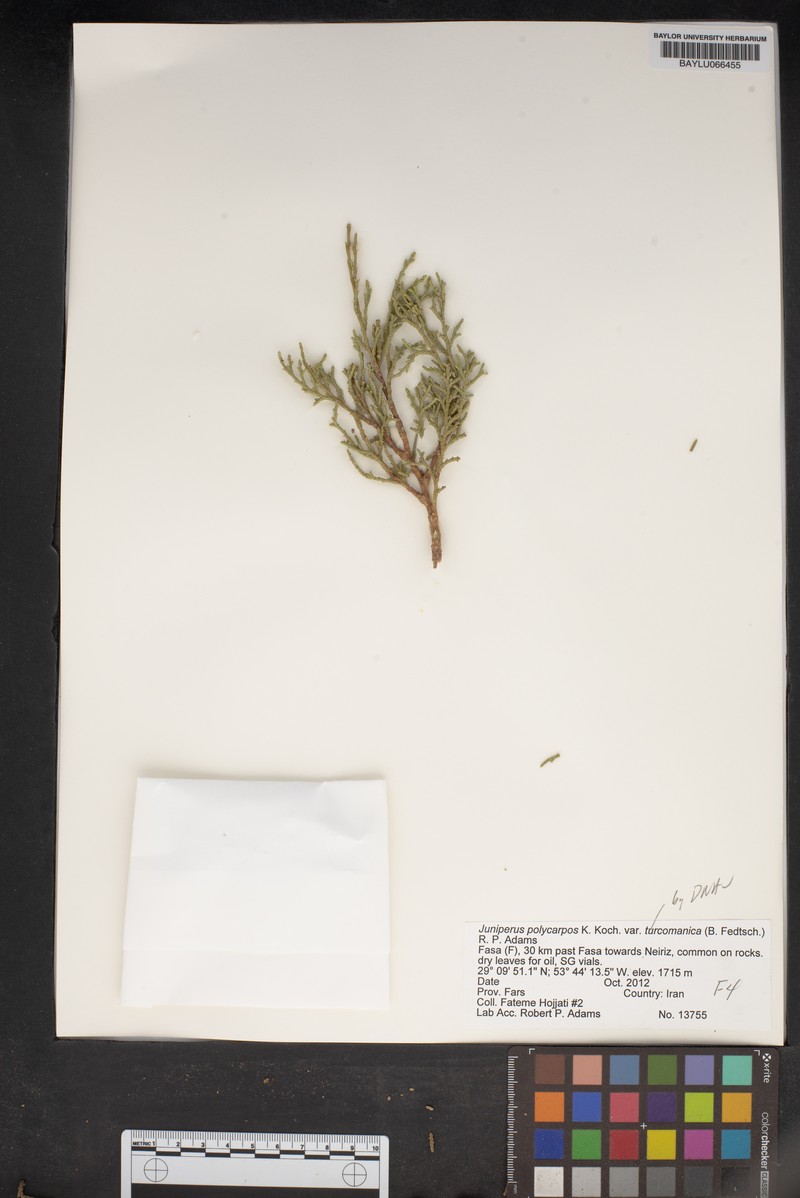 Juniperus polycarpos var. turcomanica photo 6