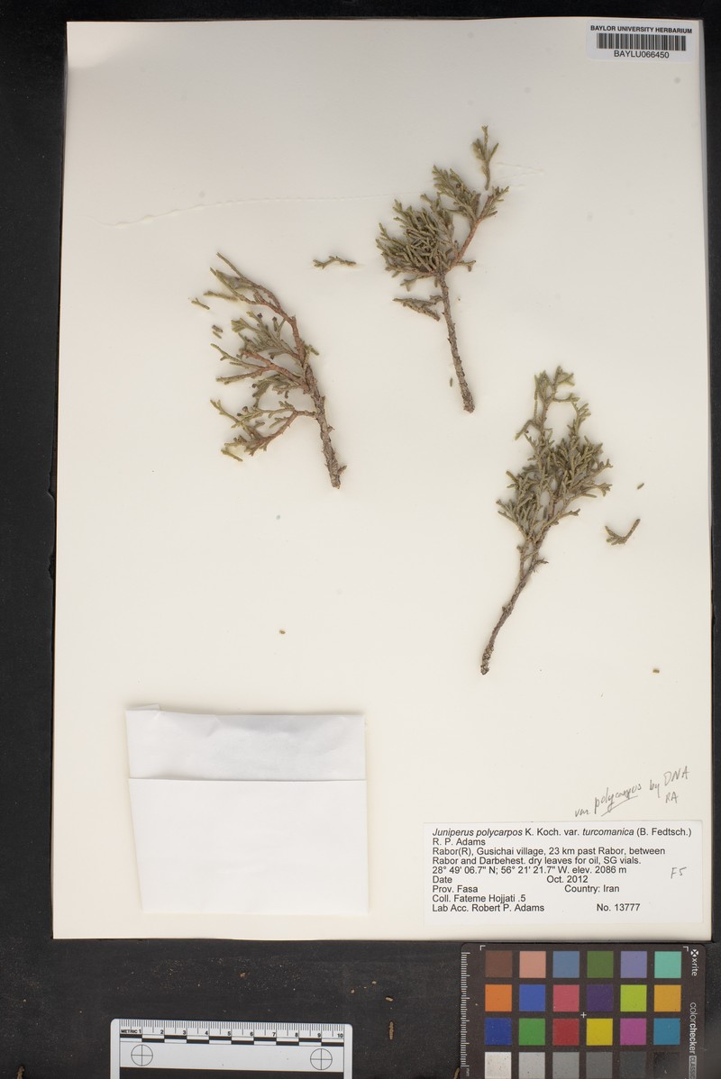 Juniperus polycarpos var. turcomanica photo 7