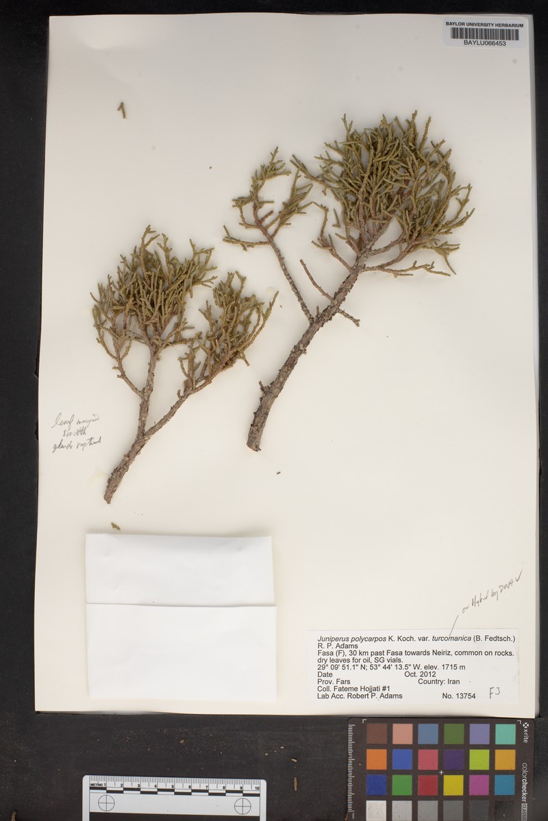 Juniperus polycarpos var. turcomanica photo 8