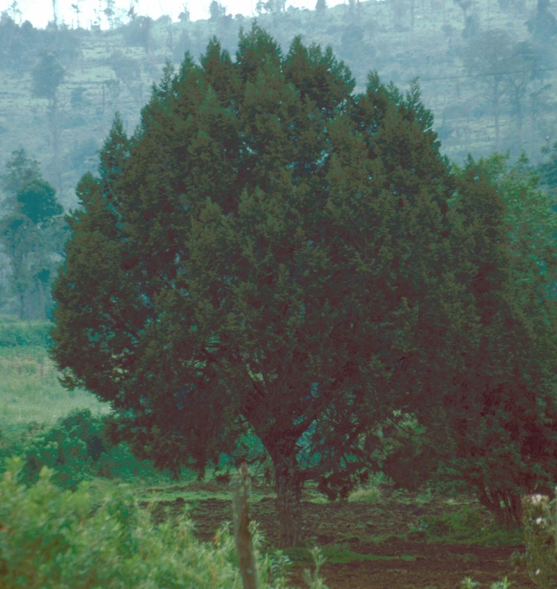 Juniperus procera