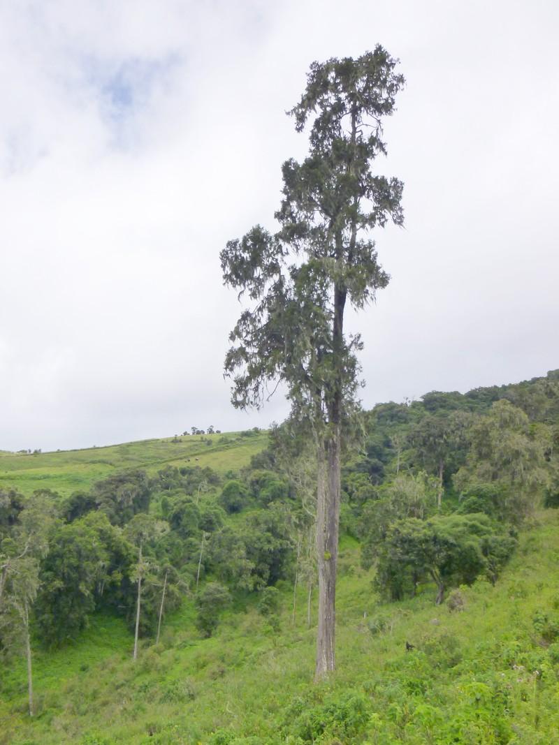 Juniperus procera photo 2
