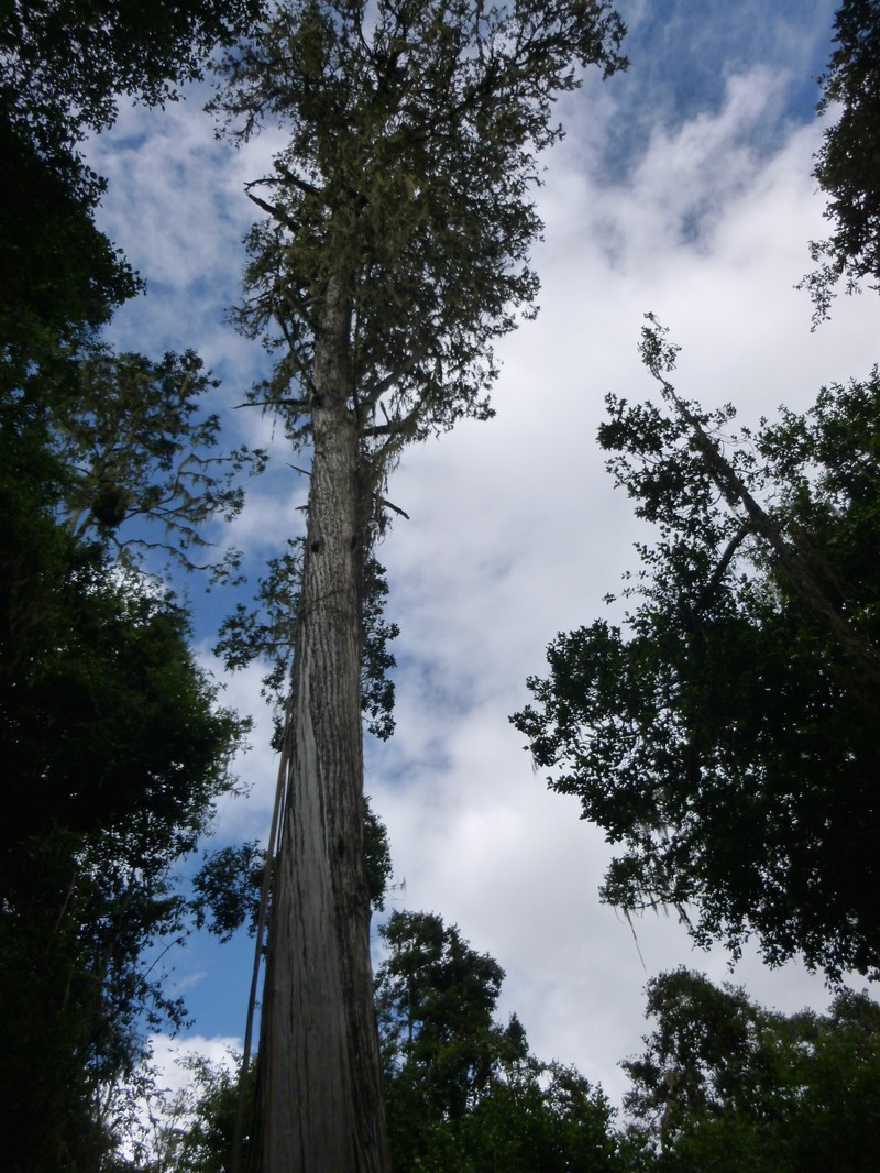 Juniperus procera photo 3