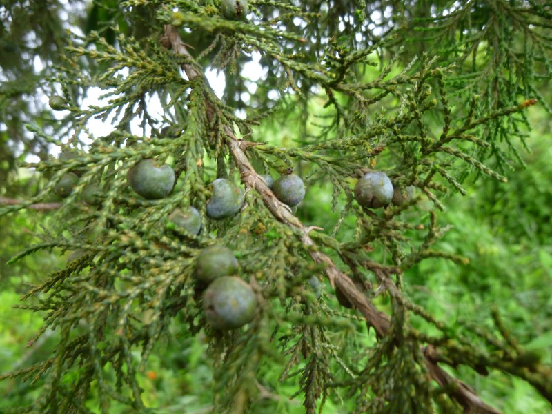 Juniperus procera photo 4