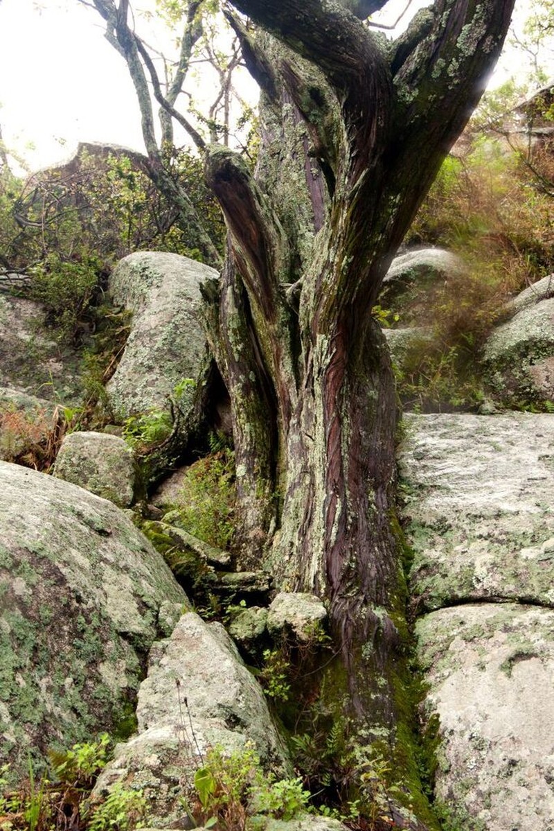 Juniperus procera photo 6