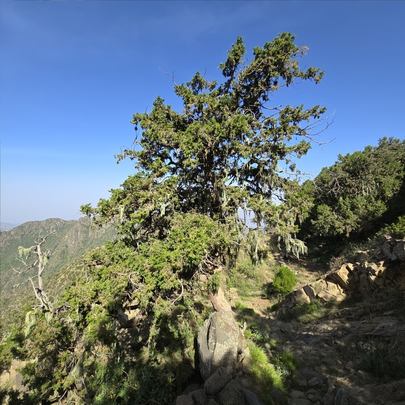 Juniperus procera photo 7