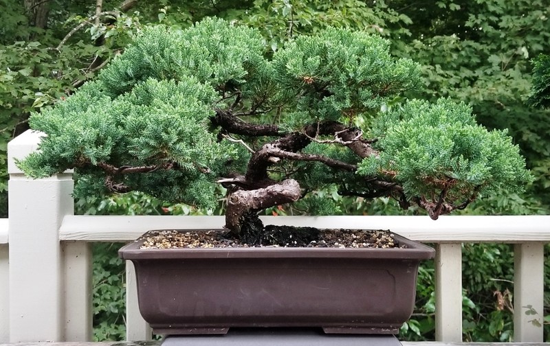Juniperus procumbens photo 2