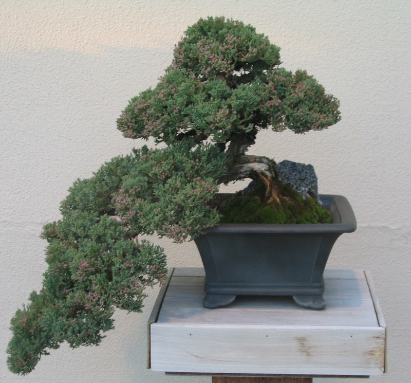 Juniperus procumbens photo 3