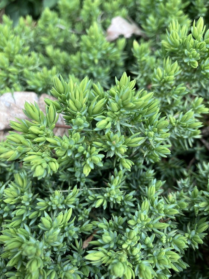Juniperus procumbens photo 4