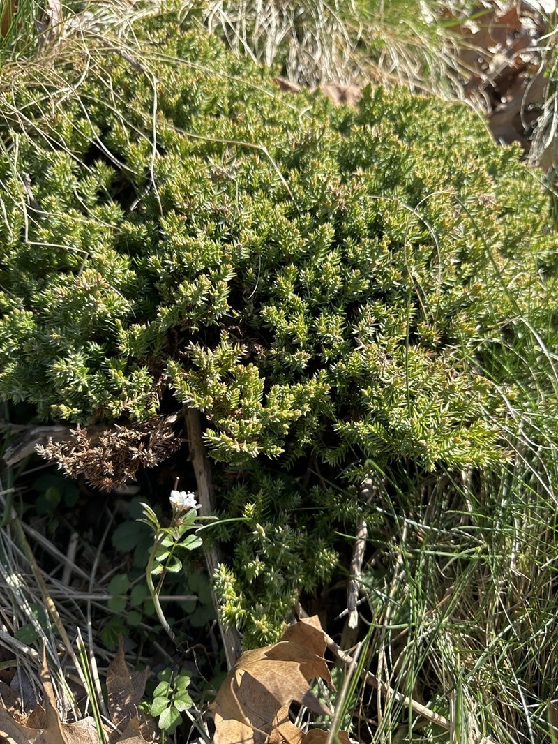 Juniperus procumbens photo 5