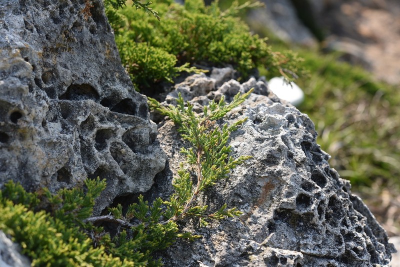 Juniperus procumbens photo 6