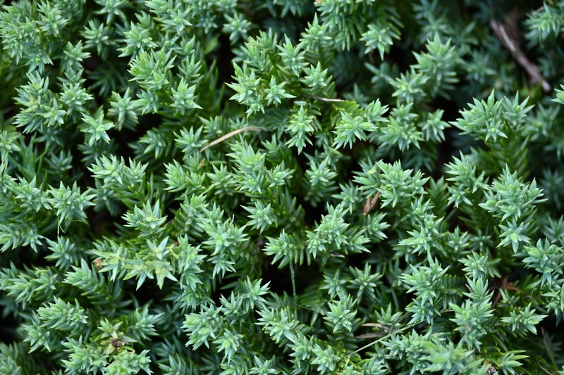 Juniperus procumbens photo 7