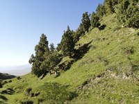 Juniperus przewalskii