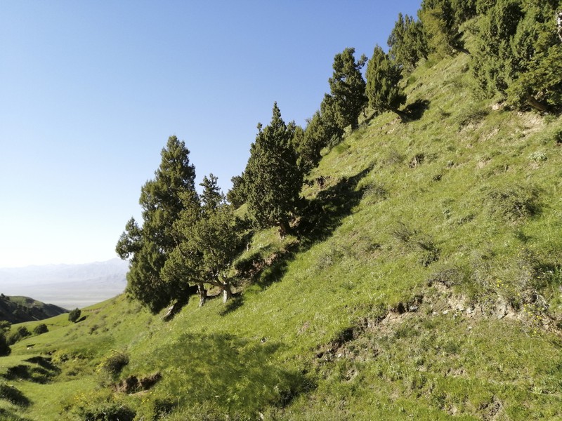 Juniperus przewalskii