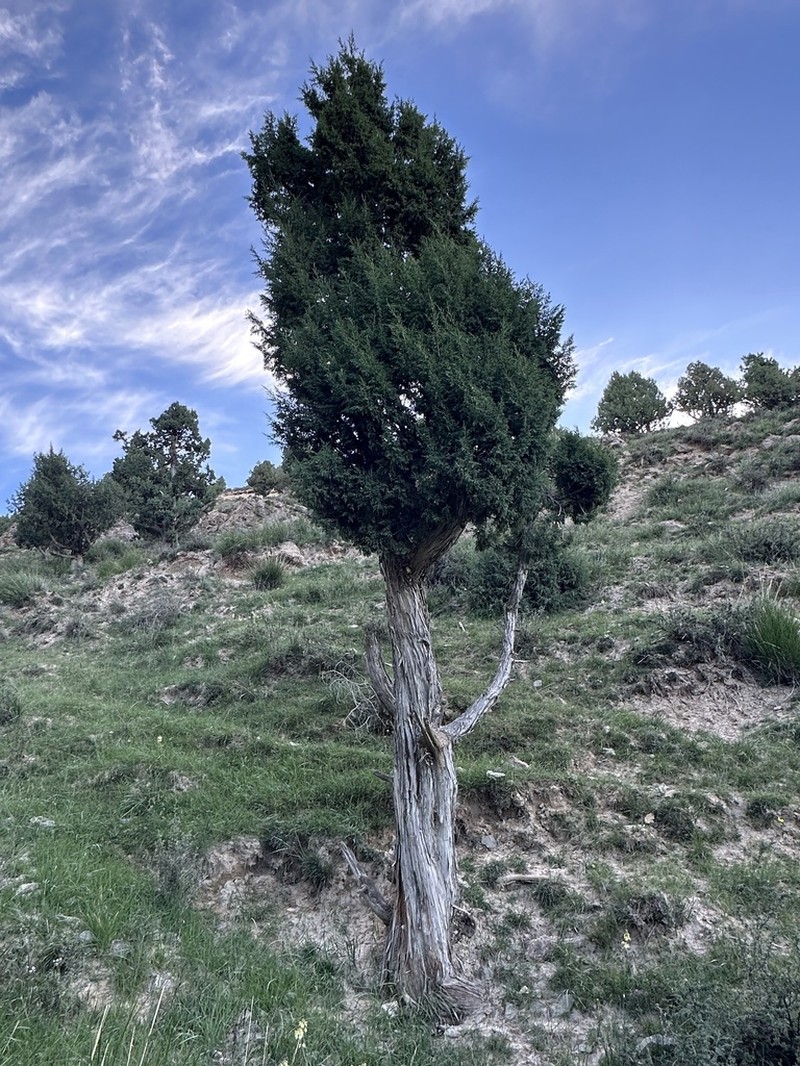 Juniperus przewalskii photo 4