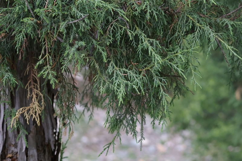 Juniperus przewalskii photo 5