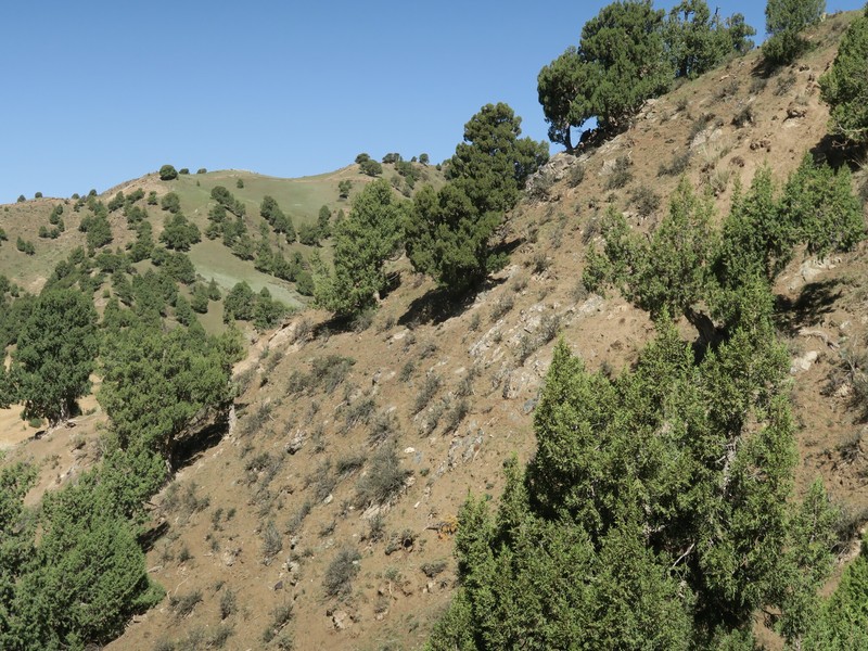 Juniperus przewalskii photo 7