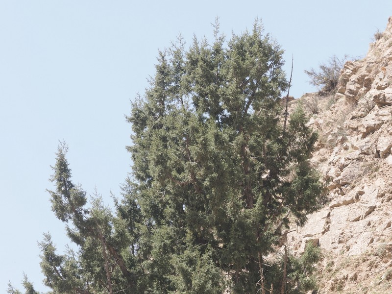 Juniperus przewalskii photo 8