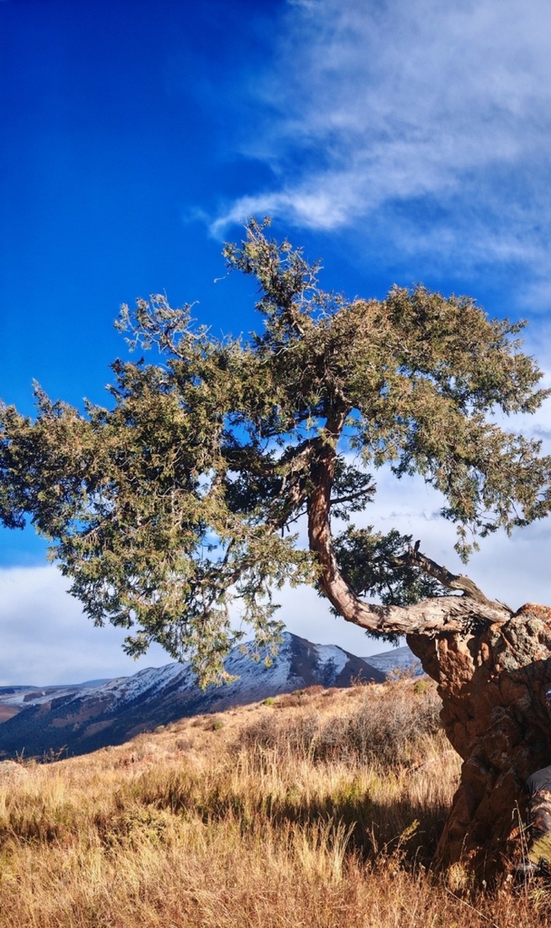 Dwarf Black Juniper photo 3