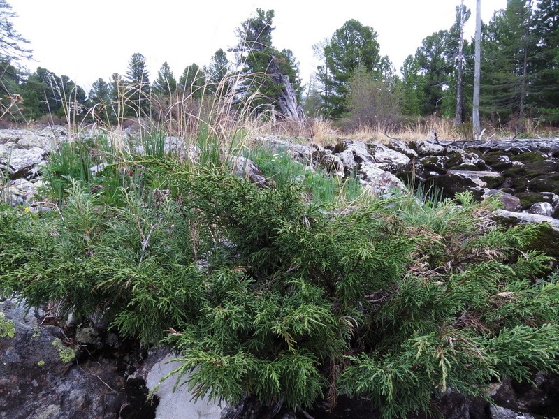 Dwarf Black Juniper photo 4