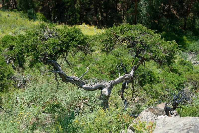 Dwarf Black Juniper photo 5