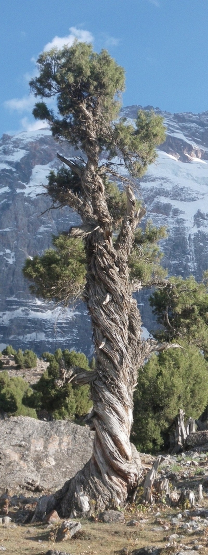 Dwarf Black Juniper photo 6