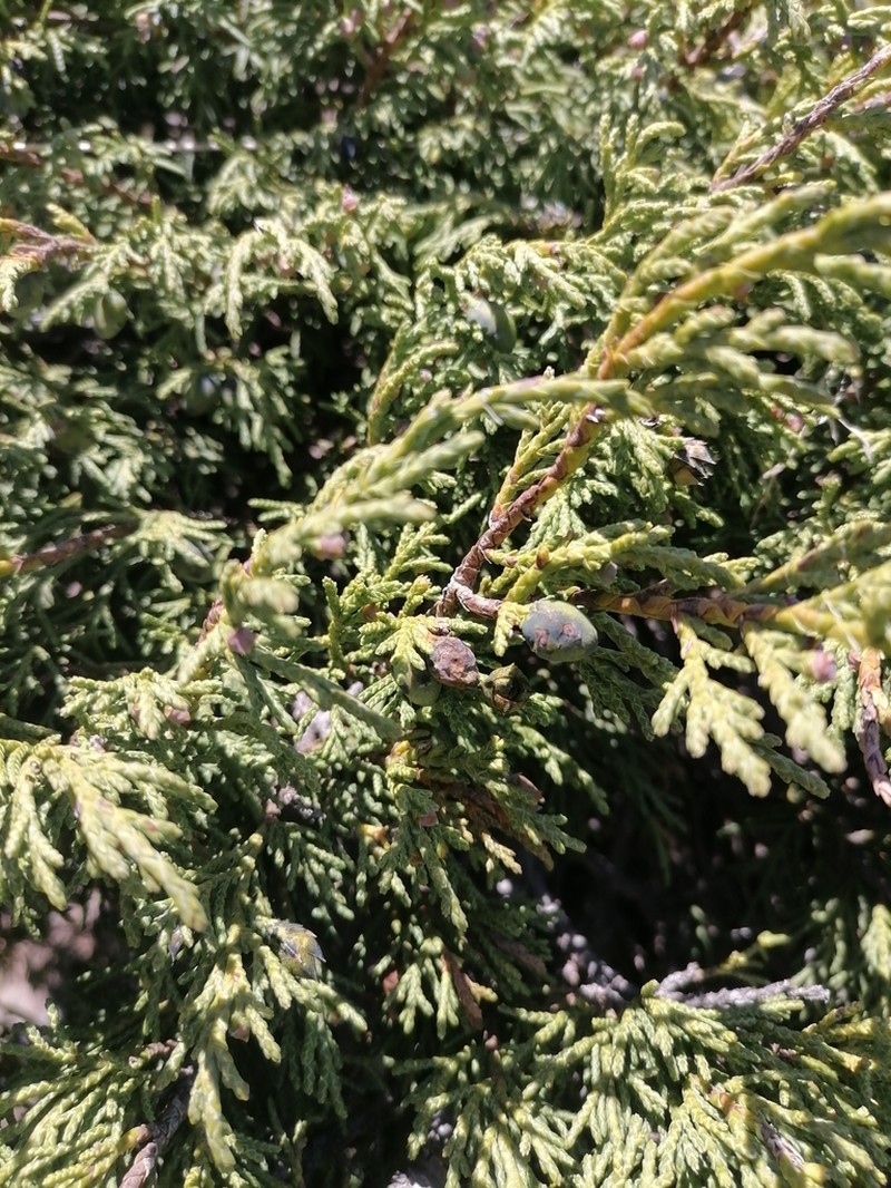 Dwarf Black Juniper photo 7