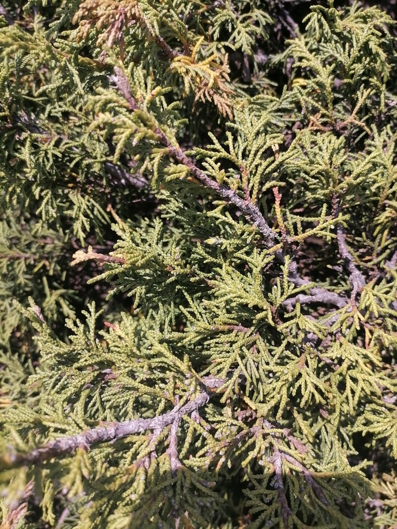 Dwarf Black Juniper photo 8