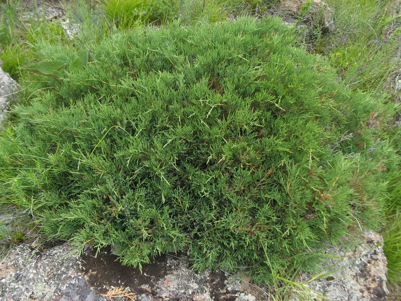 Dwarf Black Juniper photo 9