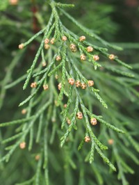 Dwarf Black Juniper