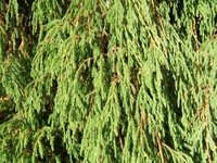 Juniperus recurva