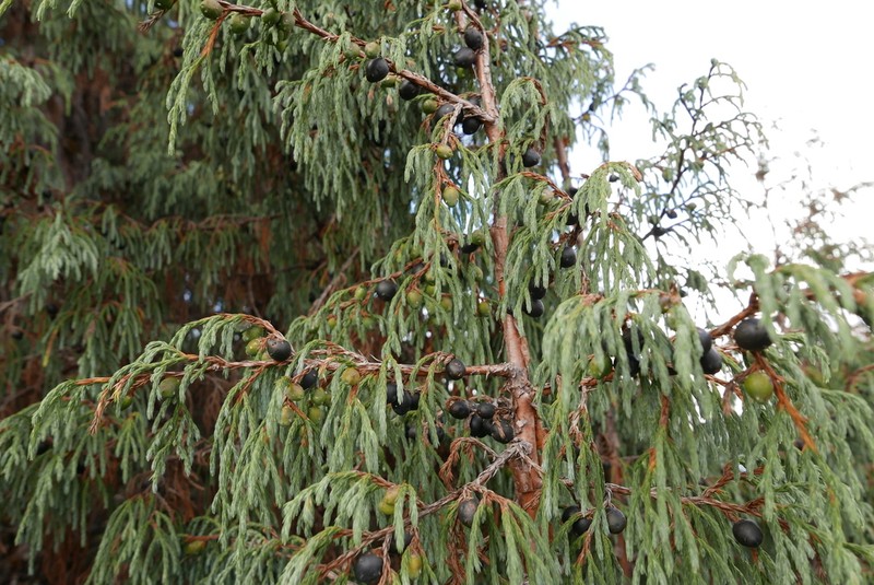 Juniperus recurva photo 2