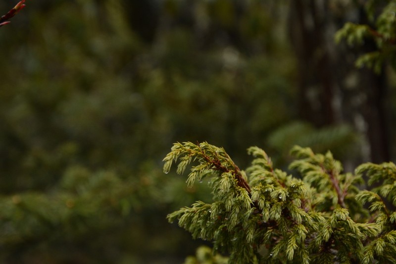 Juniperus recurva photo 3